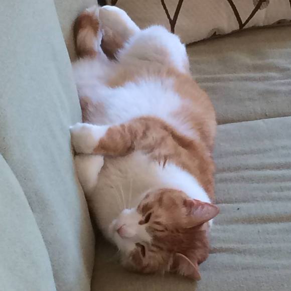 Meet your Posher, Michelle - Picture 1 of 1